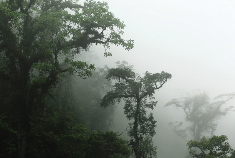 Cloud Forest -  Del Toro.jpg