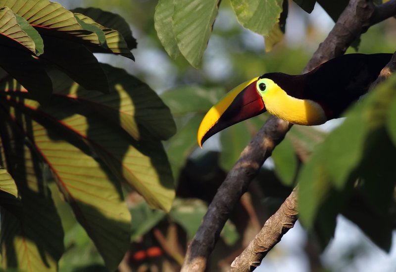 Mandibled Toucan IV.jpg