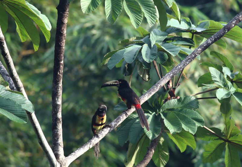 Collared Aracari IV.jpg