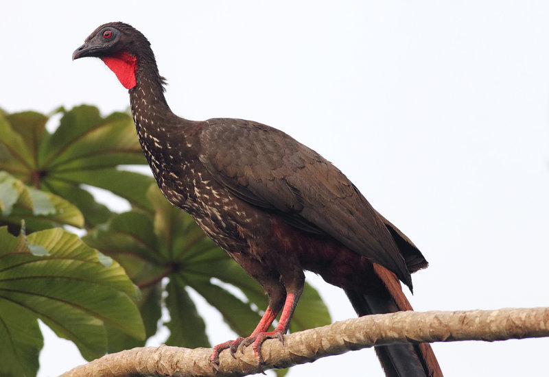 Crested Guan.jpg