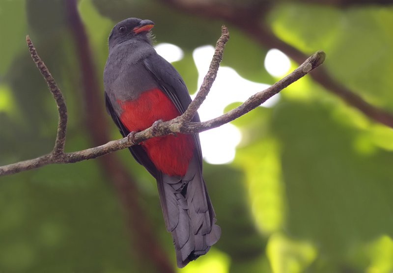 Slaty-tailed Trogon female.jpg