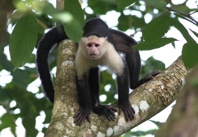 Capuchin behind Villa.jpg