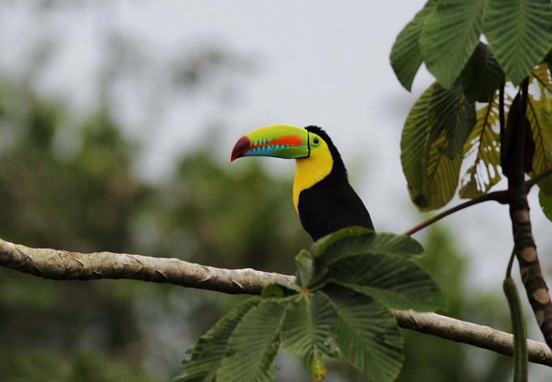 Keel-billed Toucan XII.jpg