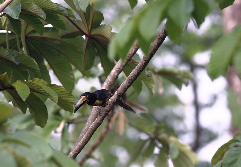 Collared Aracari.jpg