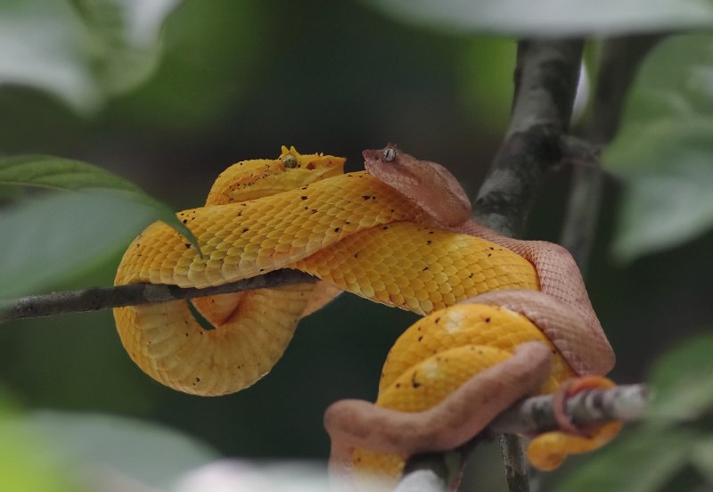 Eyelash Pit Vipers mating II.jpg