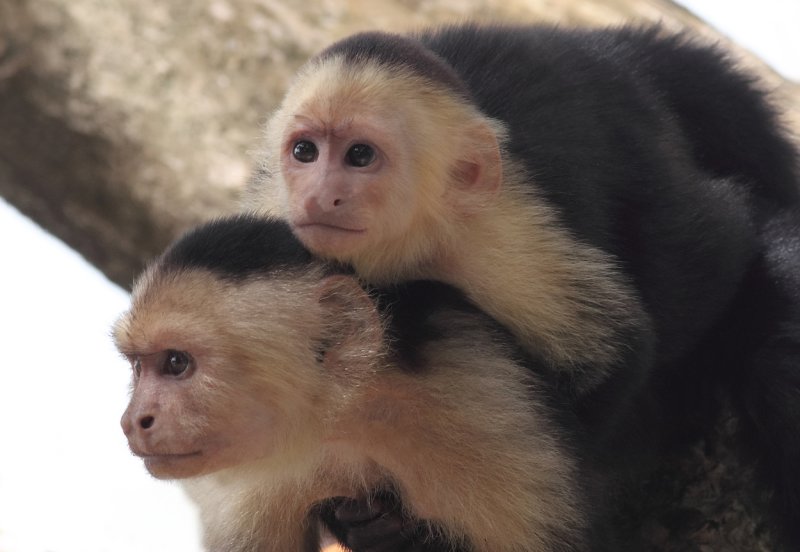 Capuchins at Cahuita National Park IV.jpg