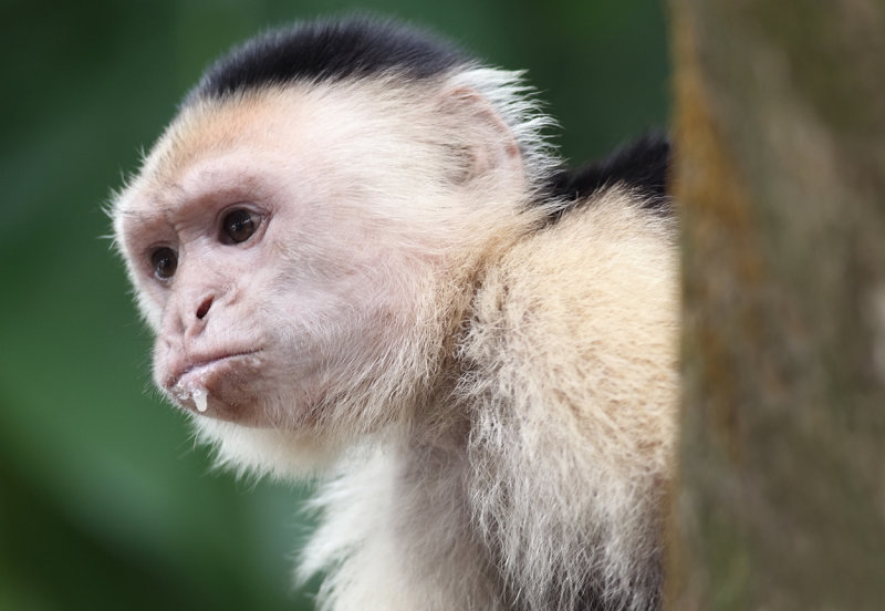 Capuchins at Cahuita National Park V.jpg