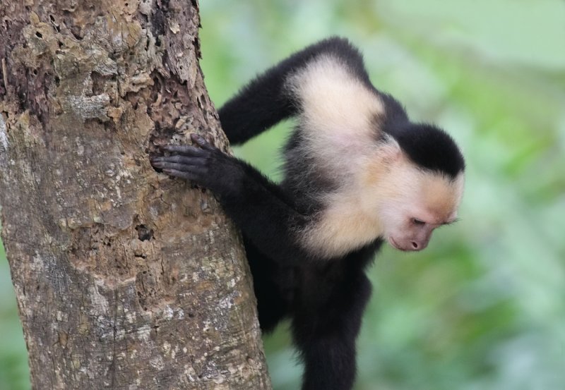 Capuchins at Cahuita National Park VI.jpg