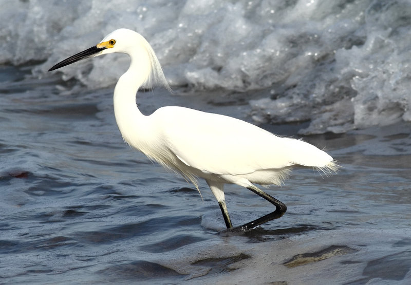 Snowy Egret III.jpg