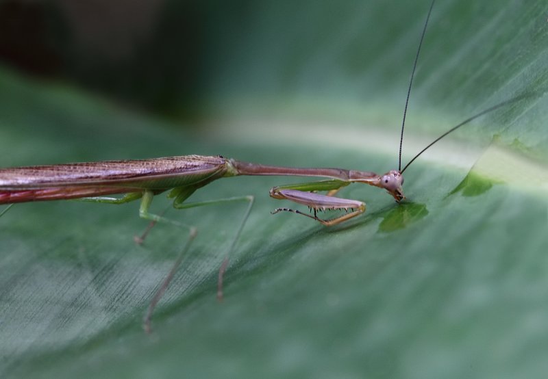 Praying Mantis drinking on leaf.jpg