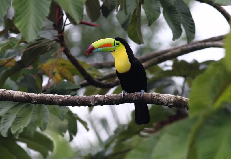 Keel-billed Toucan IX.jpg