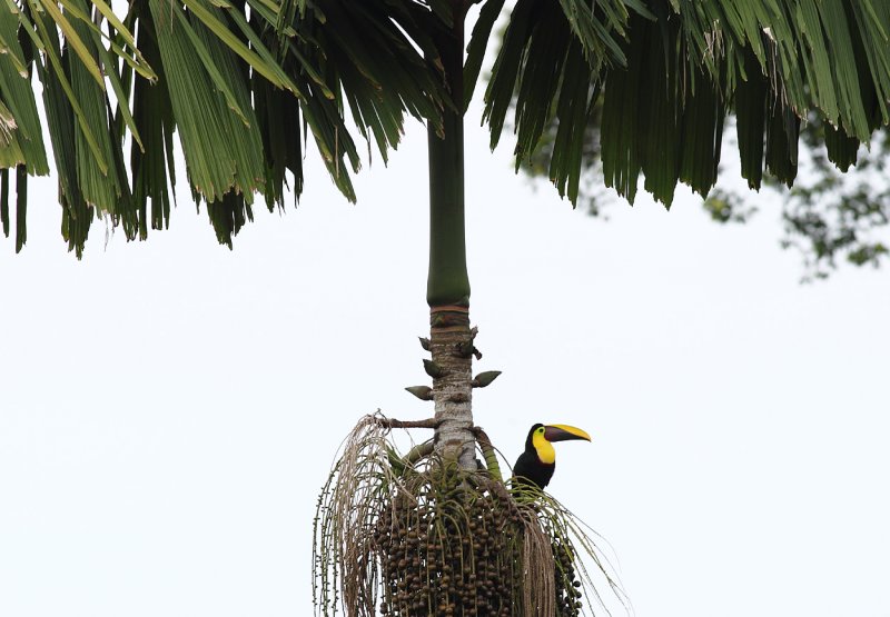 Mandibled Toucan.jpg