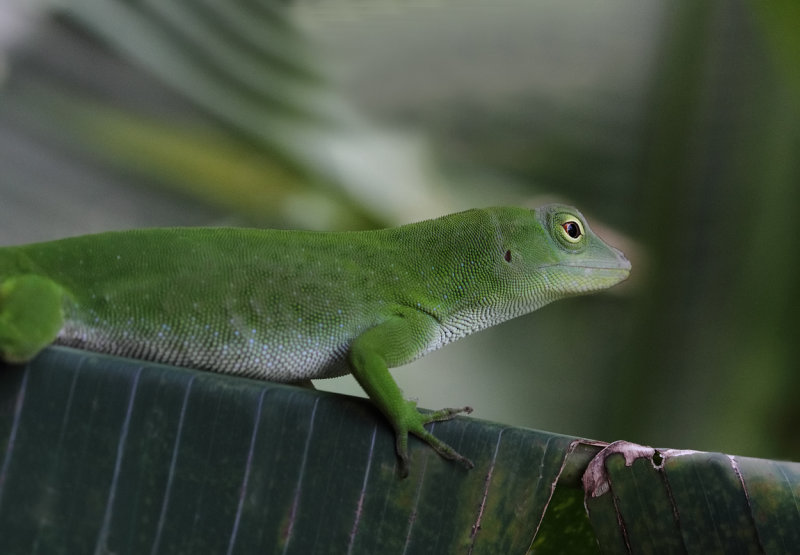 Bathroom lizard.jpg