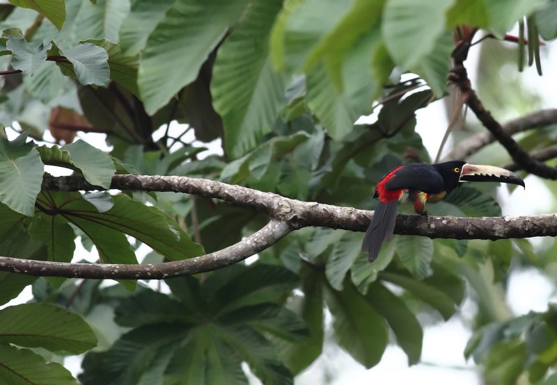 Collared Aracari VI.jpg