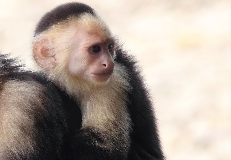 Young capuchin at Cahuita NP.jpg