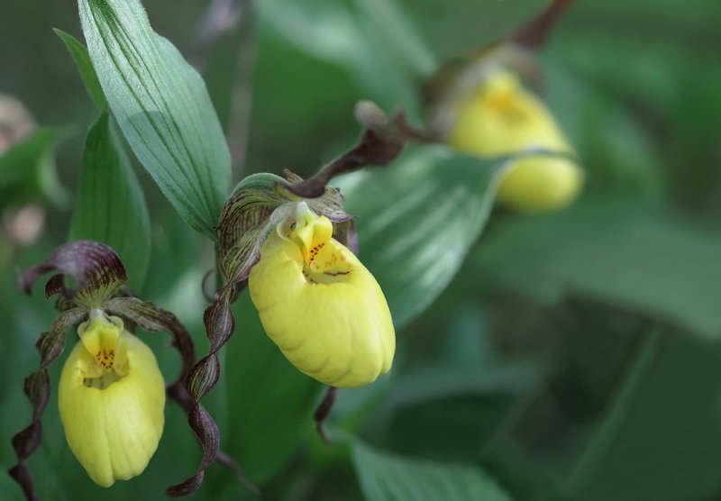 Yellow Lady Slipper XIV.jpg