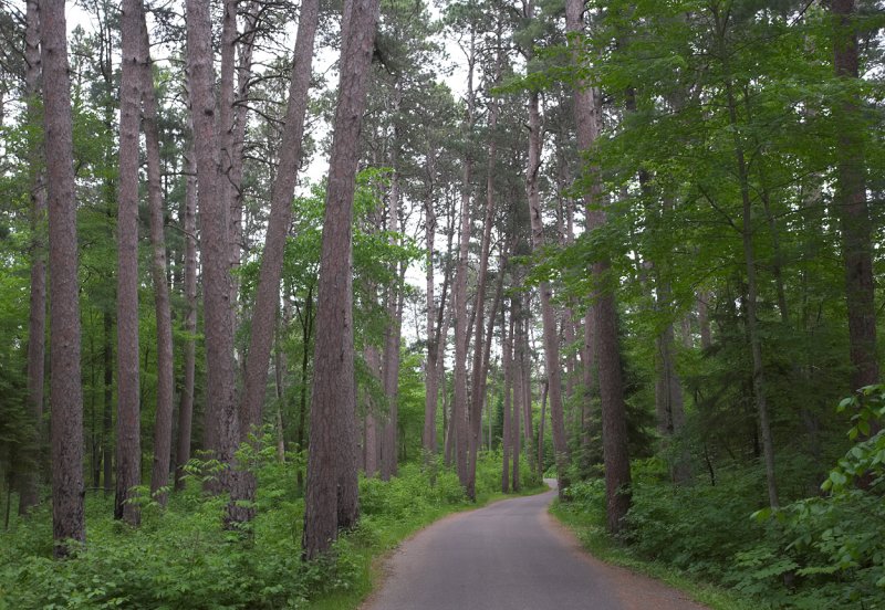 Scenic Pines - Wilderness Drive.jpg