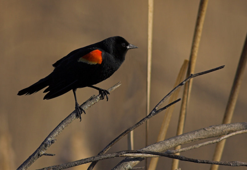RW Blackbird.jpg