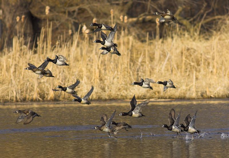 Ringneck Flock.jpg