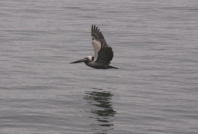Lone Brown Pelican.jpg