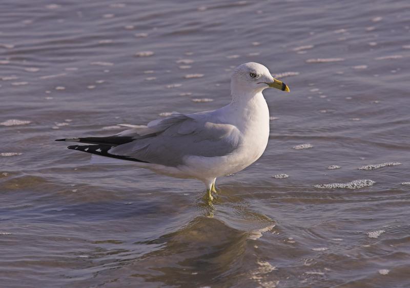 Ring-billed Gull.jpg