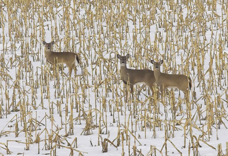 Deer in the corn.jpg