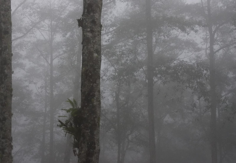 Cloud Forest.jpg