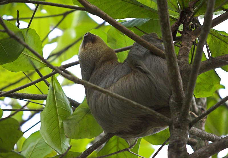 Two-Toed Sloth near Baharis beach.jpg