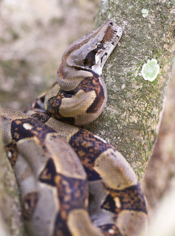 Bahari  Boa snake.jpg