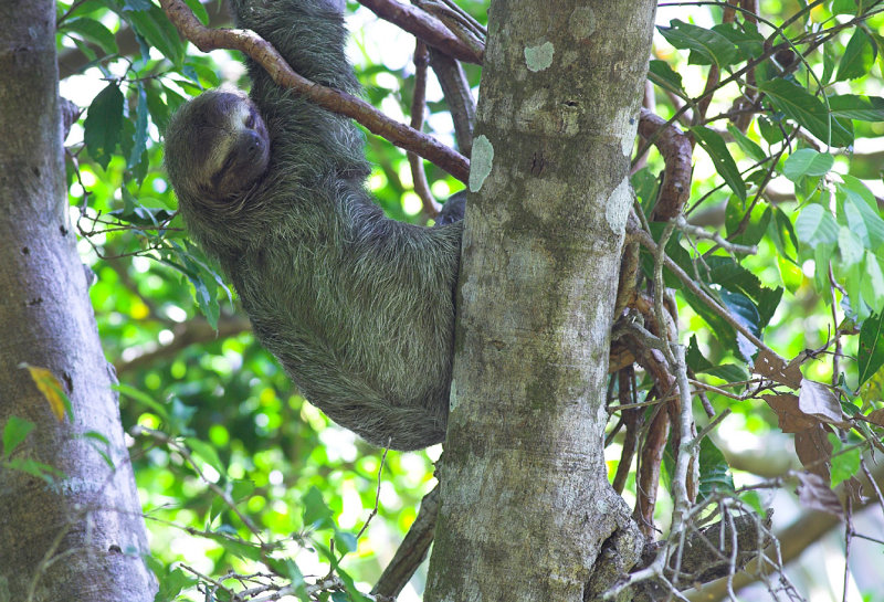 Manuel Antonio Three-Toed Sloth.jpg