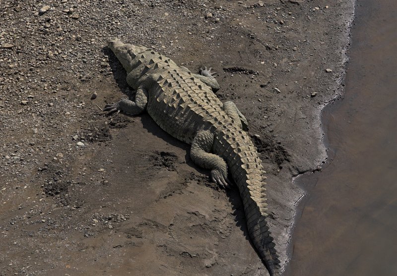 Tarcoles river  crocodile.jpg