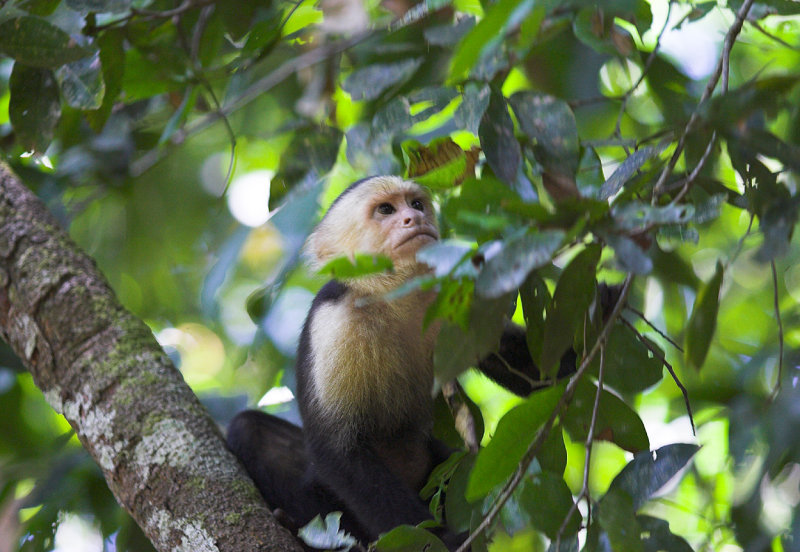 Carara Biological Reserve  Capuchin monkey.jpg