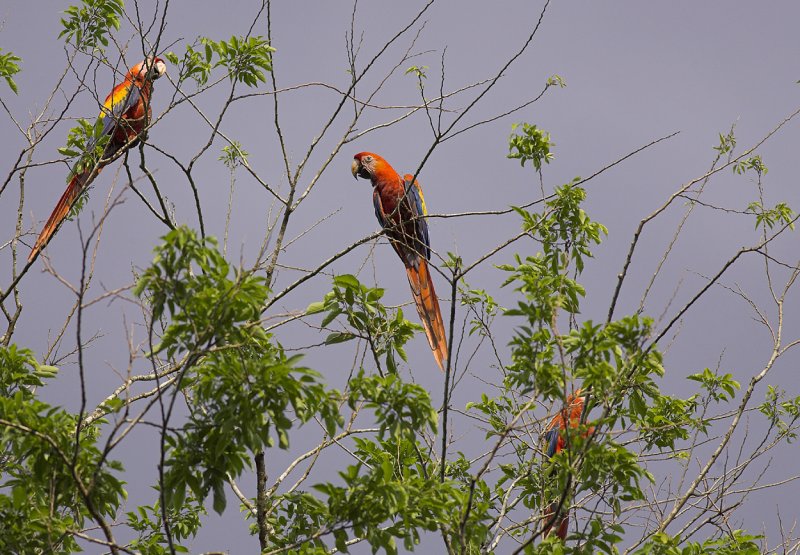 Carara Biological Reserve  Scarlet Macaws.jpg