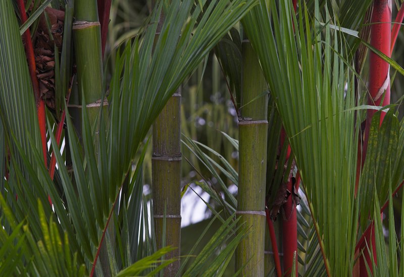 Bamboo garden II.jpg
