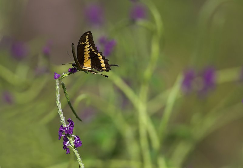 Butterfly in garden.jpg