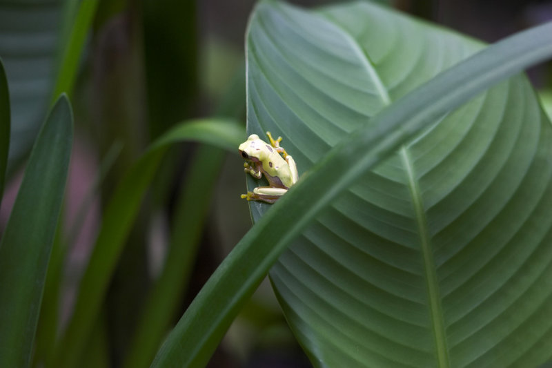 La Paz reserve frog.jpg