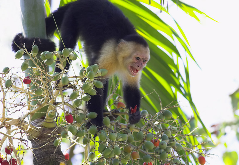 Costa Verde grounds  Capuchin.jpg