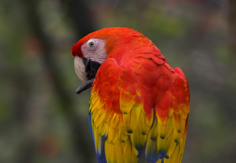 Scarlett Macaw  Carara National Park.jpg