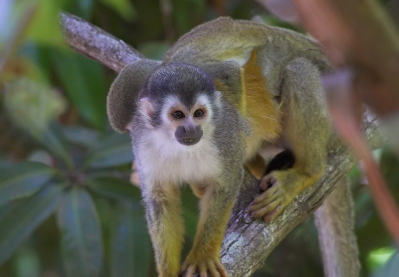 Squirrel monkey with baby.jpg