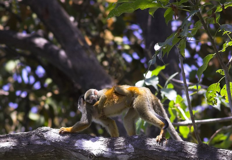Squirrel monkey with baby II.jpg