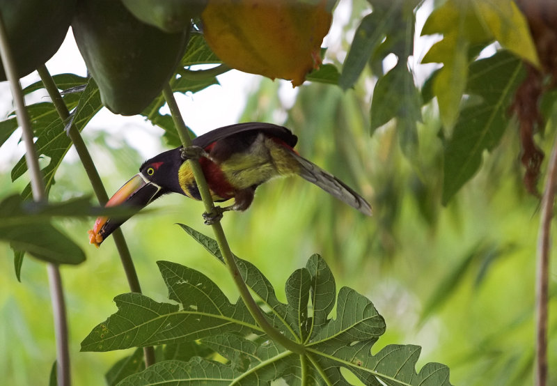 Aracari loves Papaya.jpg