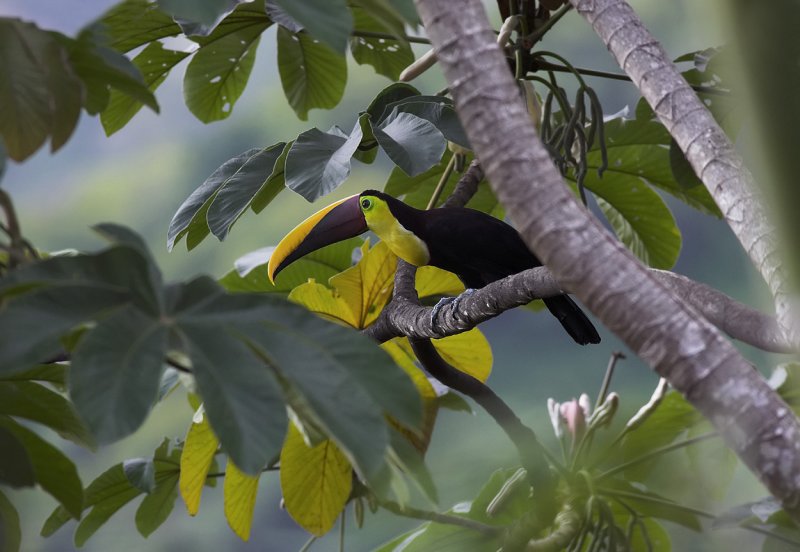 Chestnut mandibled toucan off balcony.jpg