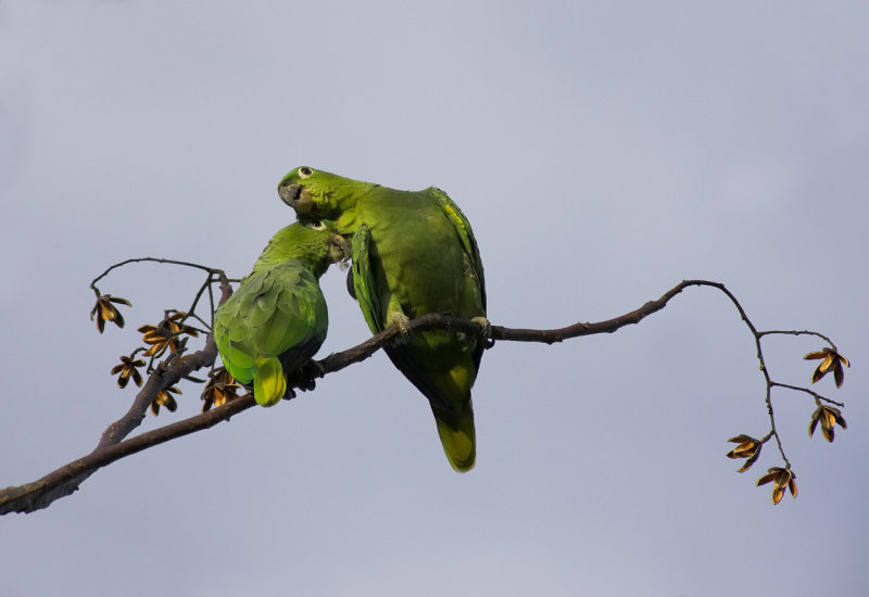Mealy parrots in Love.jpg