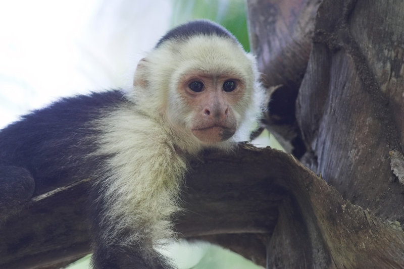 Baby Capuchin  Baru  NWR.jpg