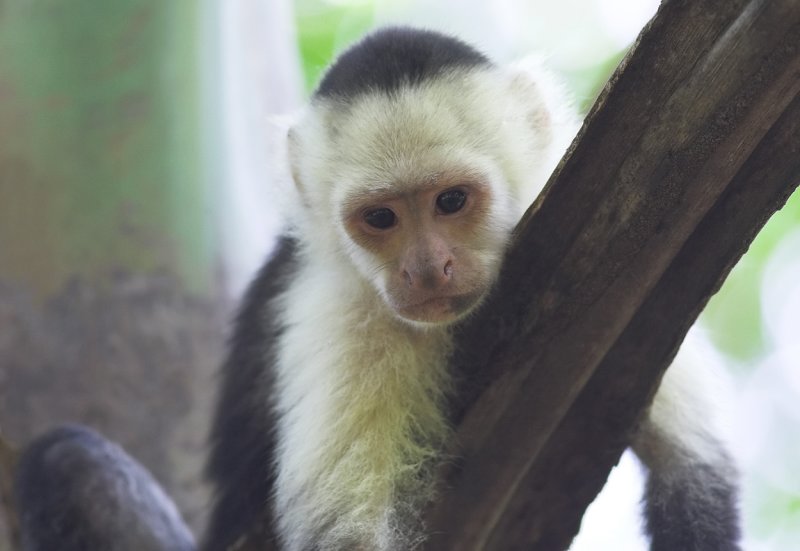 Baby Capuchin  II   Baru  NWR.jpg
