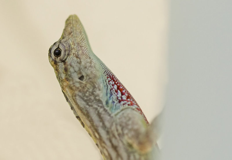 Anole lizard.jpg