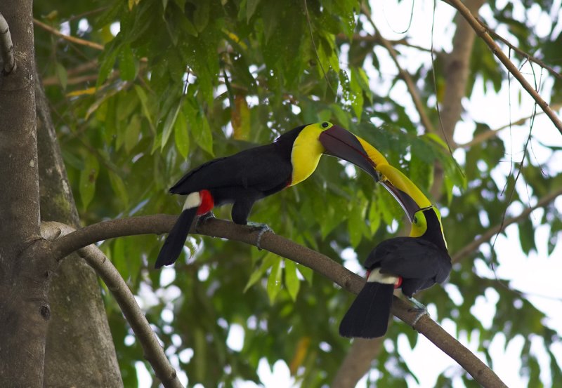 Chestnut mandibled toucans sharing.jpg