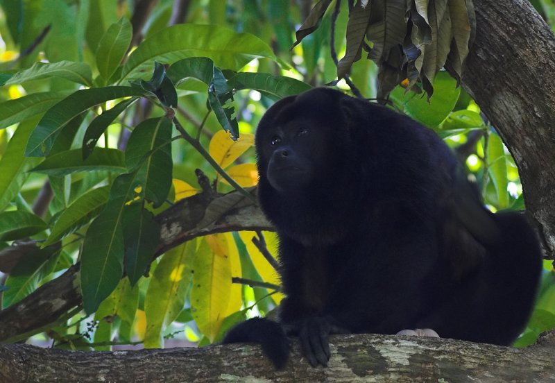 Howler Monkey II Costa Verde.jpg