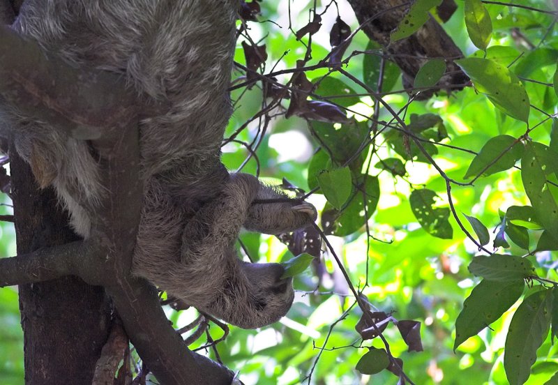 Baby Three-Toed Sloth feeding upside down.jpg