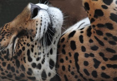 Costa Rica - Samara and Las Pumas